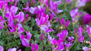 Astragalus (Geven Otu)