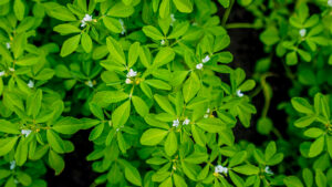 Çemen Otu (Fenugreek)