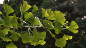 Ginkgo Biloba