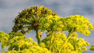 Ferula Asafoetida