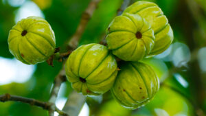 Garcinia Cambogia