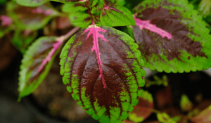 Coleus Forskohlii