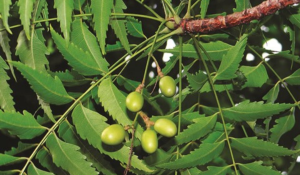Pygeum Africanum