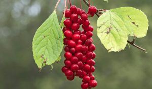 Schisandra Chinensis
