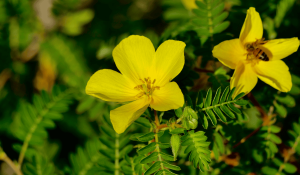 Tribulus Terrestris
