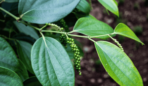 Piper Nigrum (Black Pepper)