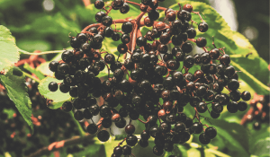 Sambucus Nigra (Kara Mürver)